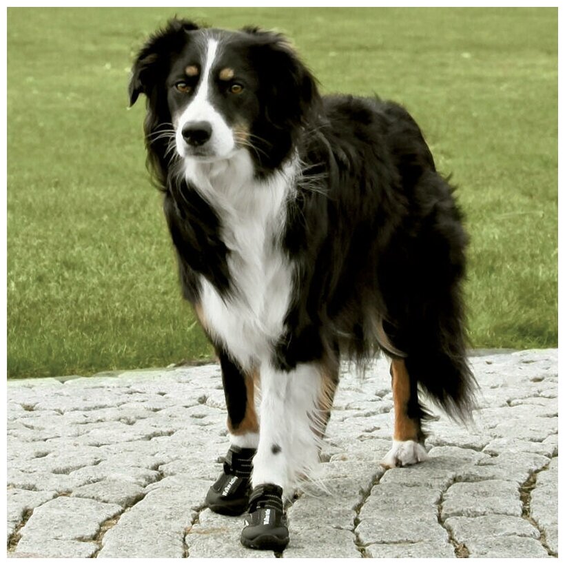 Ботинки для собак Trixie Walker Active L, чёрный - фотография № 17