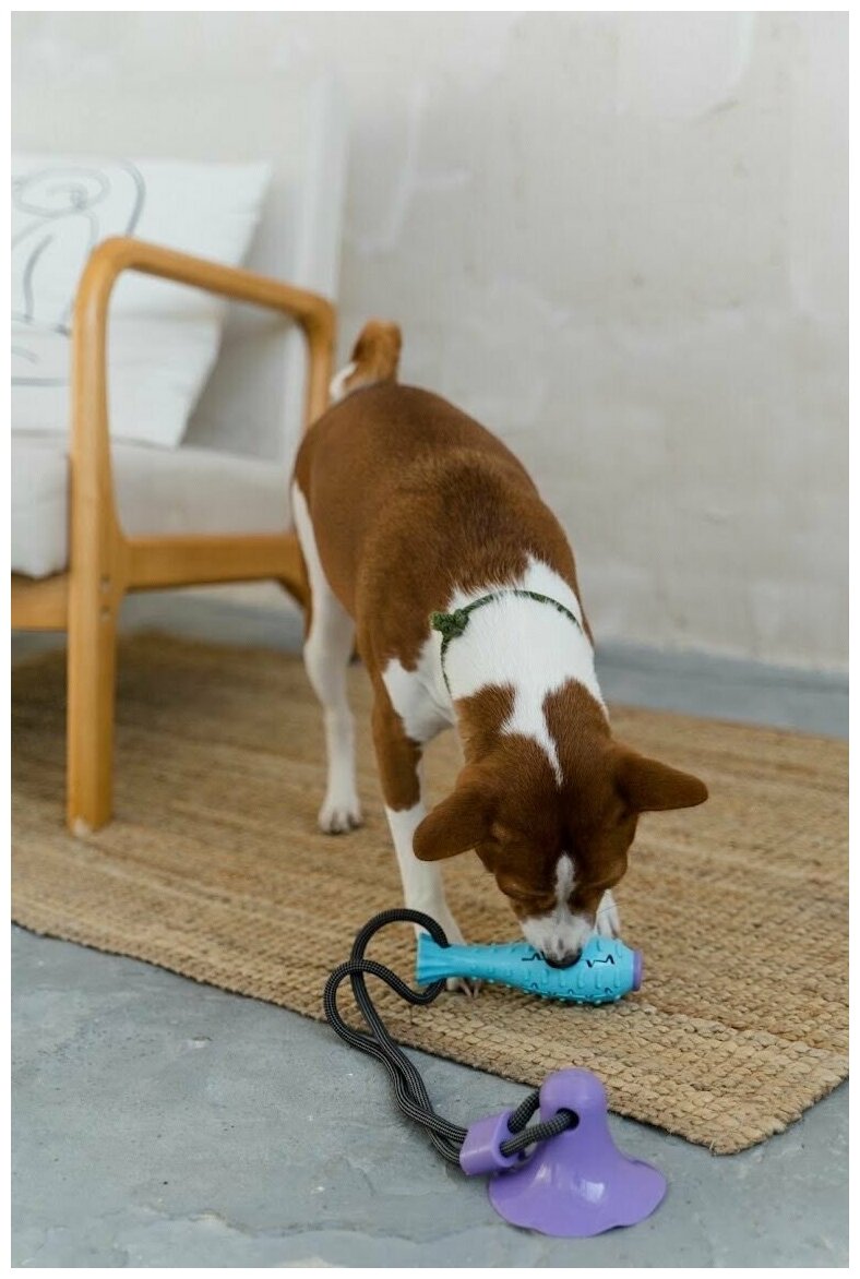Игрушка для чистки зубов собак / антивандальная / на присоске - фотография № 6