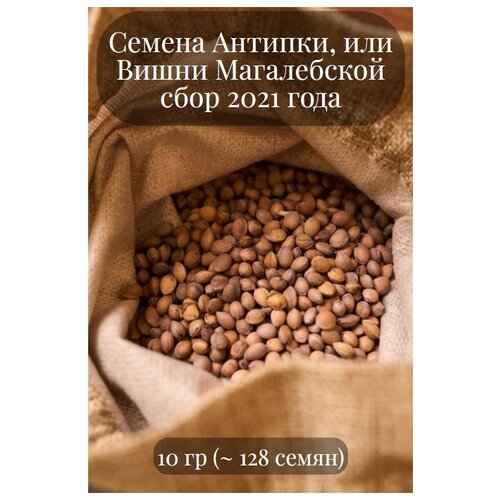 вишня магалебская антипка семена лесной уголок Семена Антипки, или Магалебской вишни,10 грамм (примерно 120 шт)