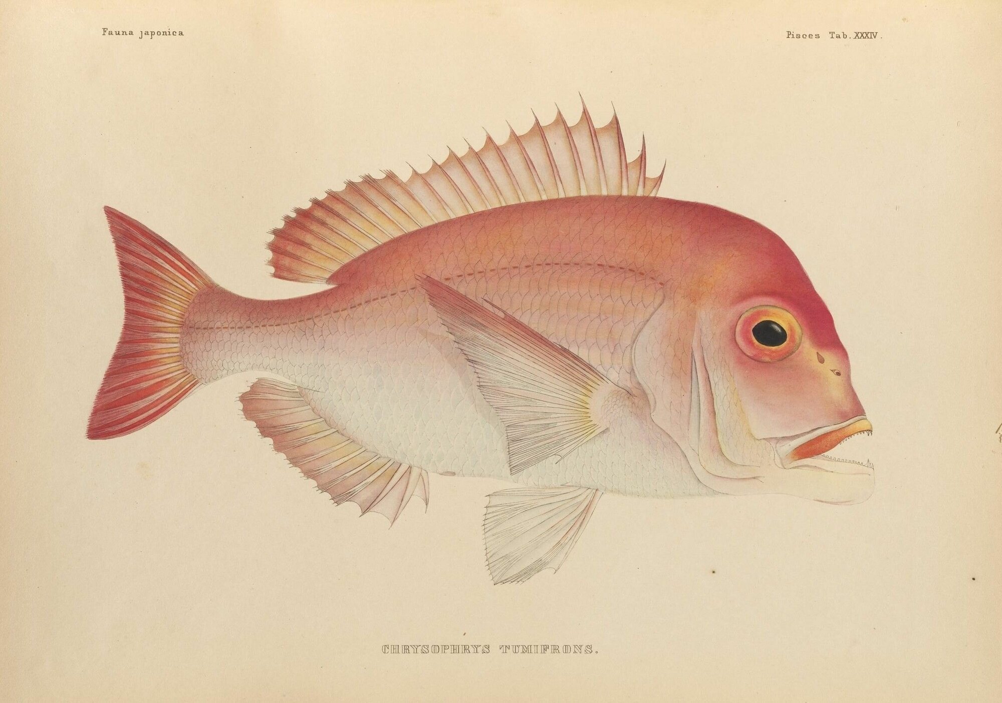 Луциан красный, рыбы постер 20 на 30 см, шнур-подвес в подарок