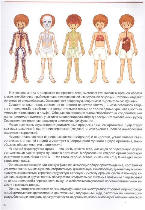 Атлас анатомии для детей (Швырев Александр Андреевич) - фото №4