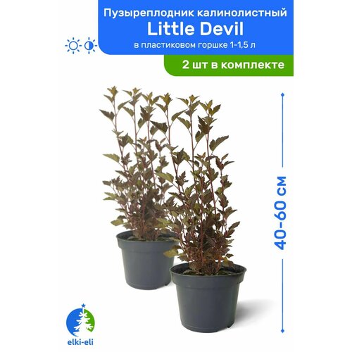 Пузыреплодник калинолистный Little Devil (Литтл Девил) 40-60 см в пластиковом горшке 1-1,5 л, саженец, лиственное живое растение, комплект из 2 шт