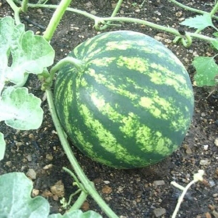 Семена Deodar SEEDS COMPANY Арбуз Холодок 10 шт.