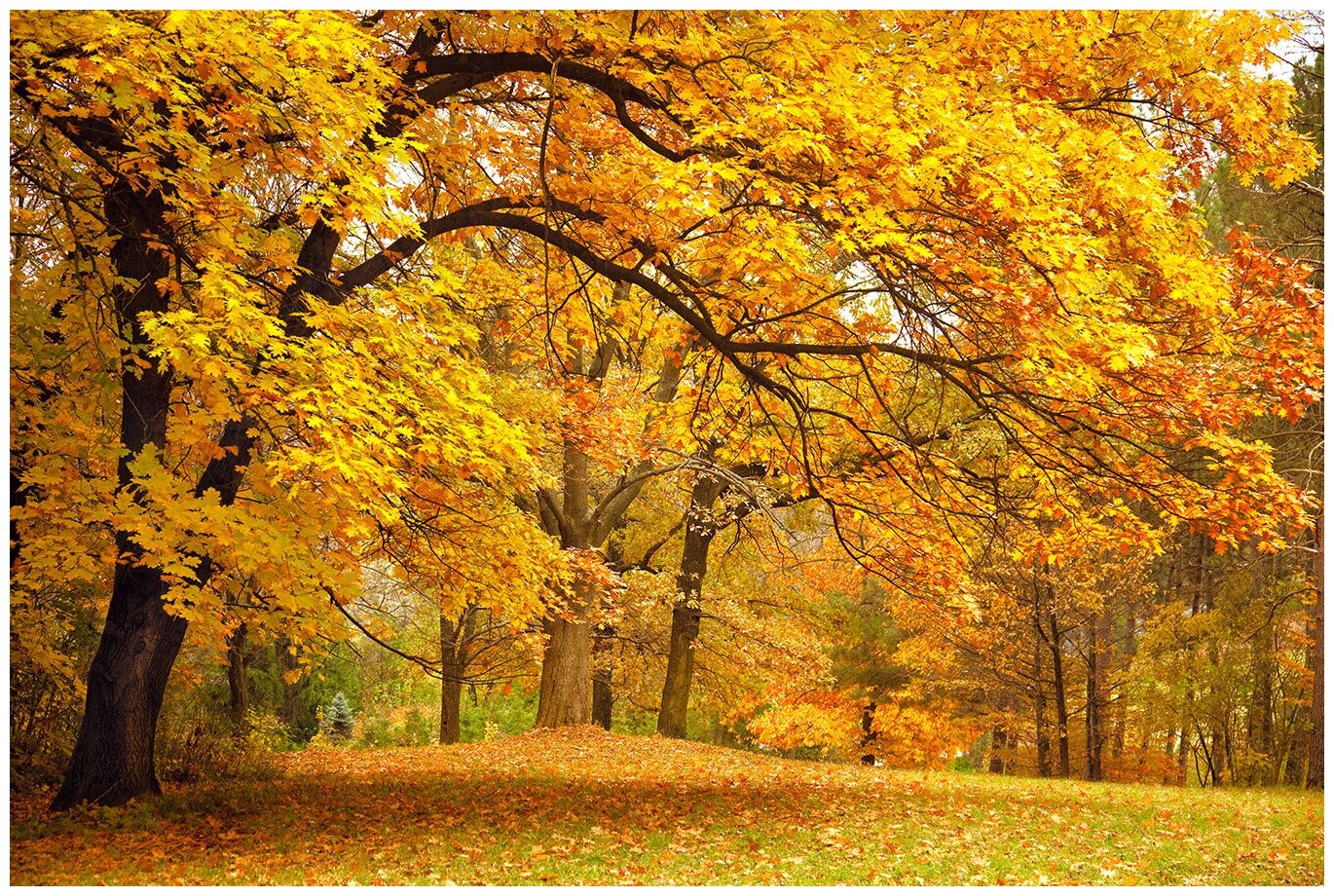 Фотообои Уютная стена "Осенний парк" 410х270 см Бесшовные Премиум (единым полотном)