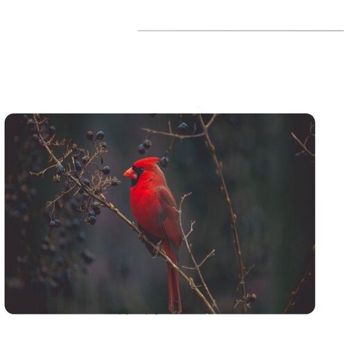 Коврик для мыши 420*290*3 CoolPodarok Красная птица на черном фоне