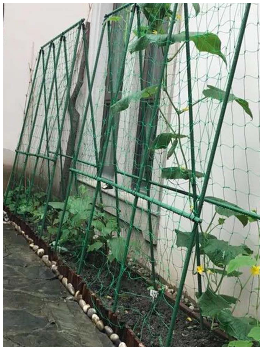Сетка шпалерная для огурцов и вьющихся растений 150х170 2х10 м цвет хаки