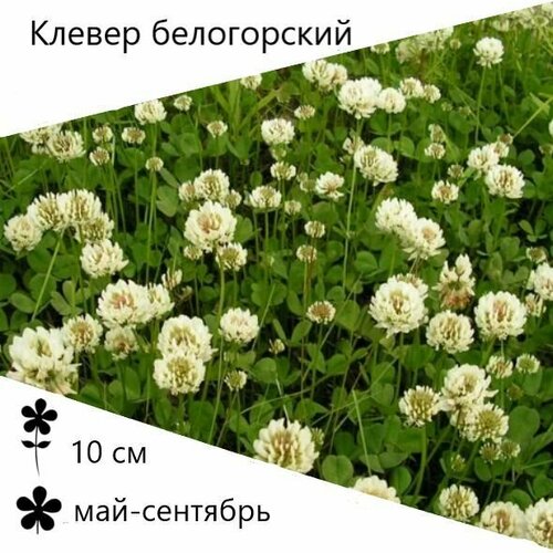 25 гр. Клевер белый "Белогорский" семена — купить в интернет-магазине ...