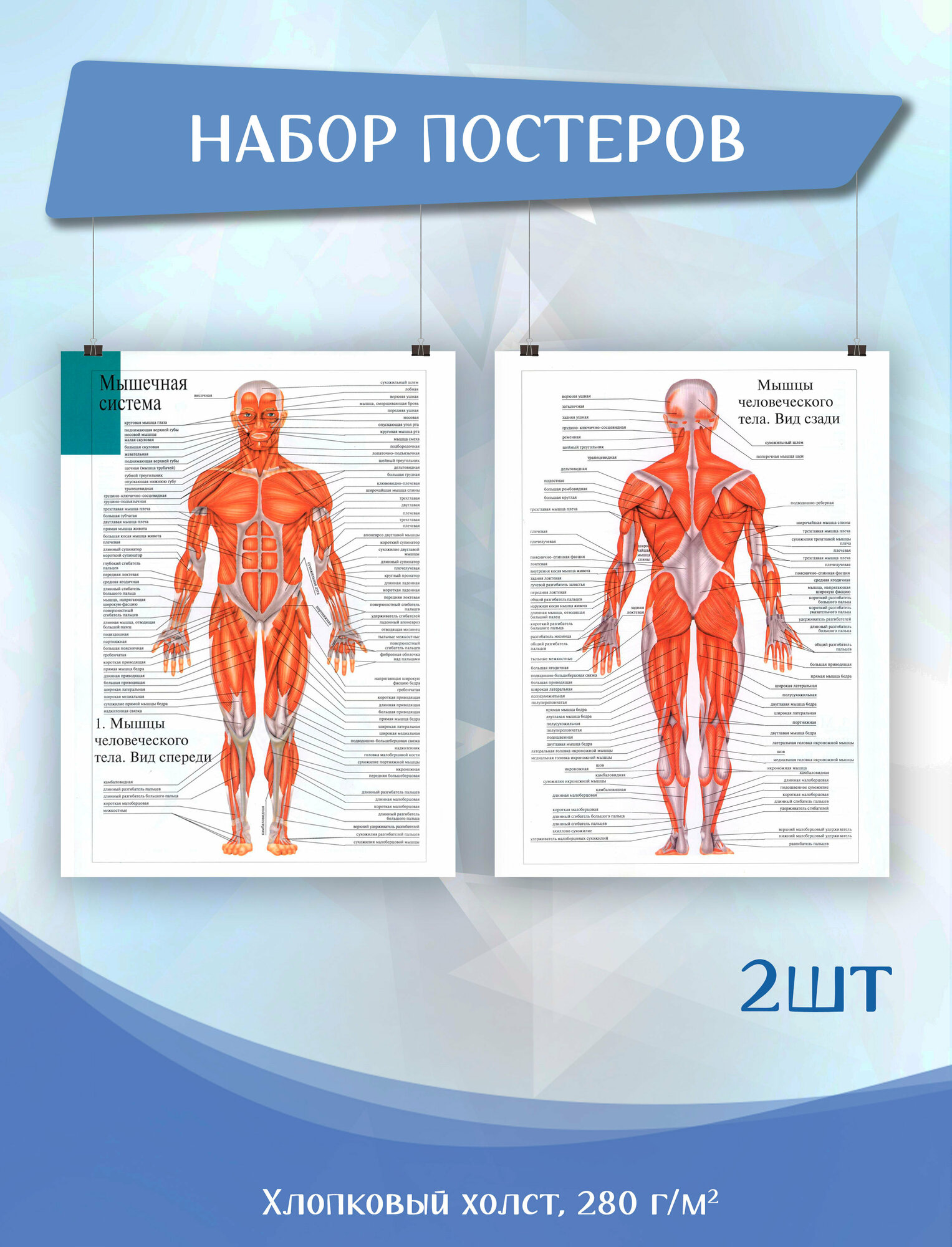 Набор постеров на холсте 2 шт - Анатомия человека мышцы 30х40 см