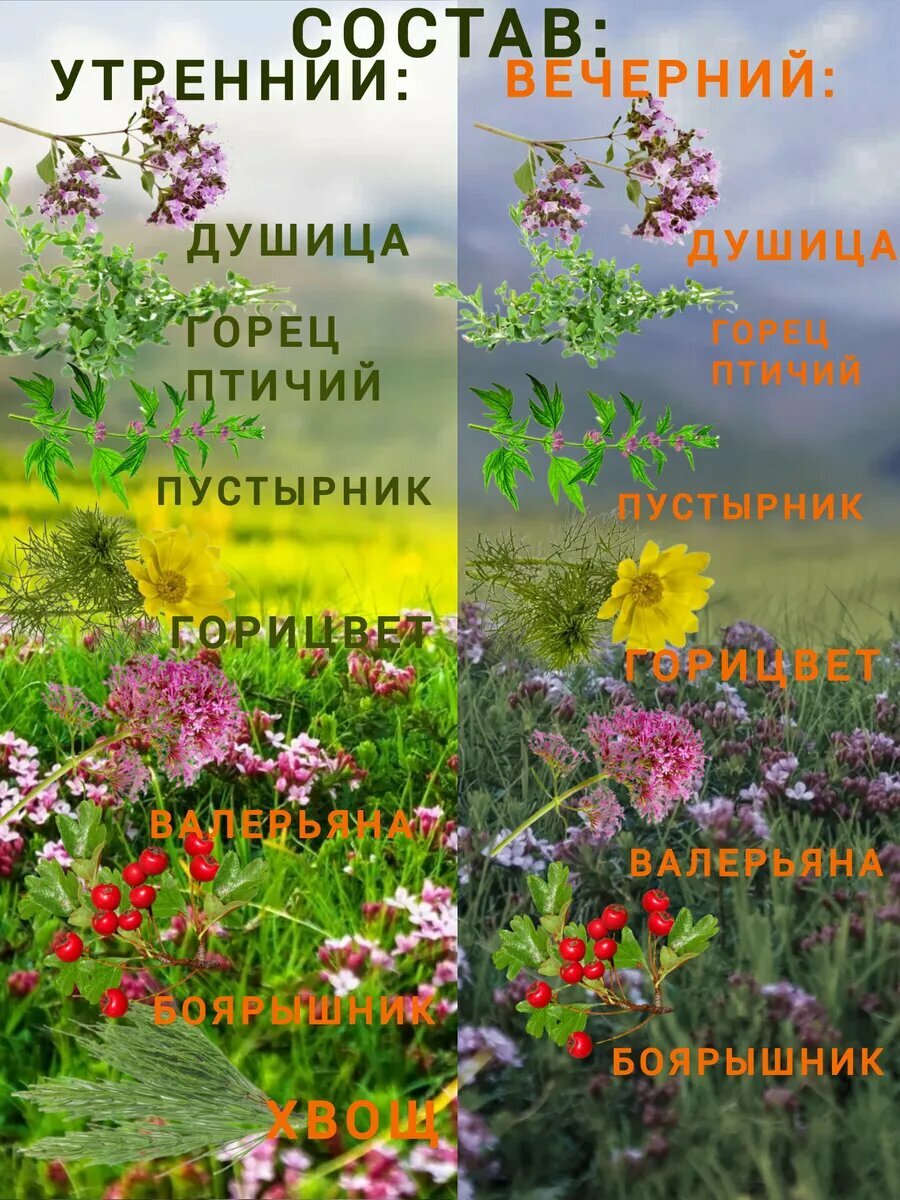 Изображение Травяной сбор Алфит 12 Сердечный