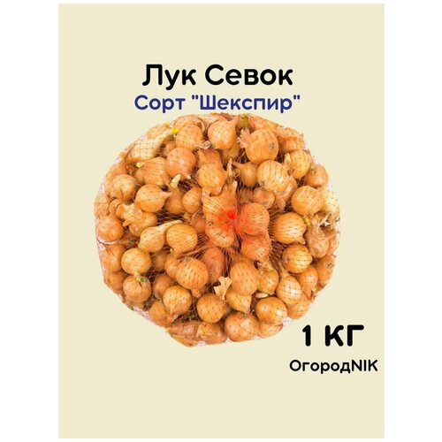 Лук Севок сорт Шекспир 1 кг