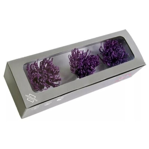 Хризантема 