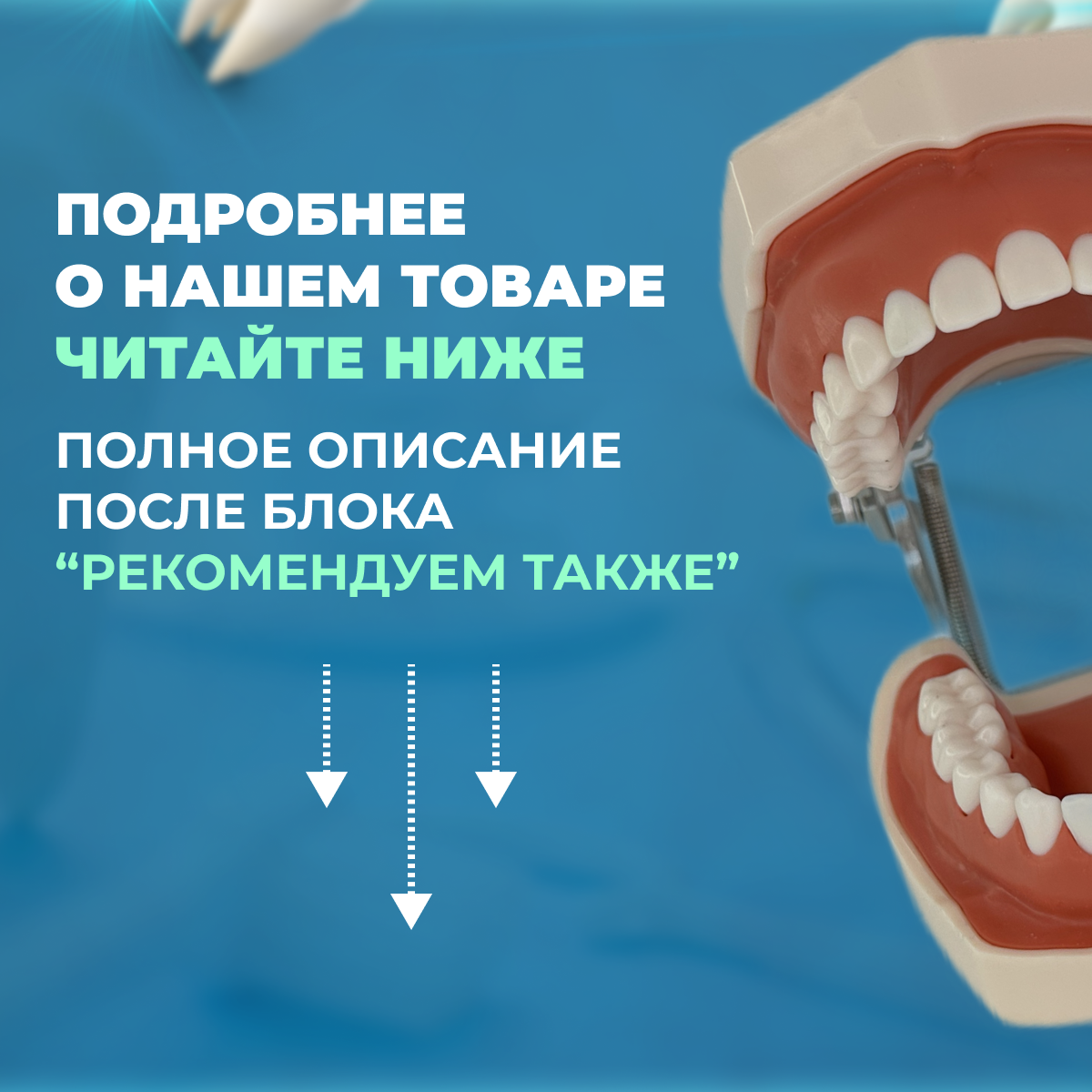 Фантом челюсти (стоматологический фантом)