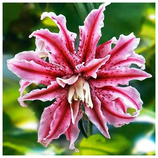 Луковица Лилия Magic Star 2 штуки Многолетние луковичные цветы для посадки