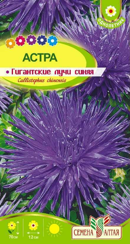 Набор. Астра Гигантские лучи Синяя 02г (Семена Алтая). Набор из 3-х пакетиков.