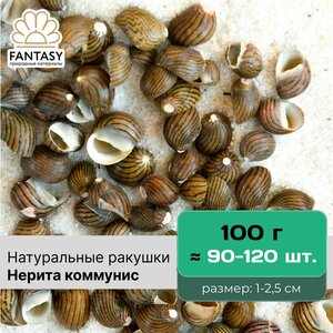 Натуральные морские ракушки FANTASY Нерита коммунис, размер - 1-2,5 см, отборные, набор весом 100 г (90-120 шт.)