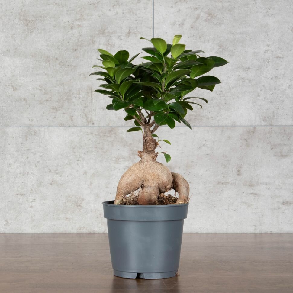 Бонсай Фикус Микрокарпа Гинсенг 30/12