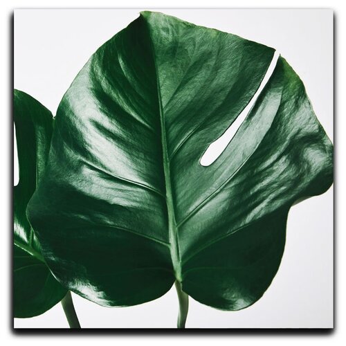 Картина на холсте LOFTime 30х30 тропическое растение 3 К-036-3030