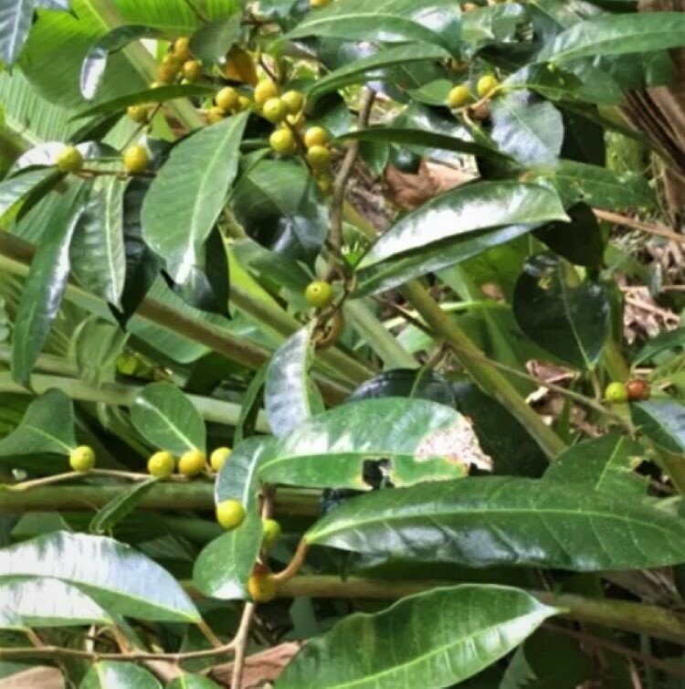 Семена Орешка Фикус Nervosa (Ficus nervosa, Фикус Нервоза) 100 шт.