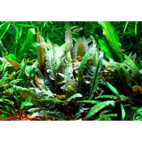 Живое растение для аквариума, Криптокорина Петча 3 куста.