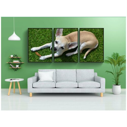 фото Набор модулных постеров для интерьера "чихуахуа, собака, животное" 60x90 см. в тубусе, без рамки lotsprints