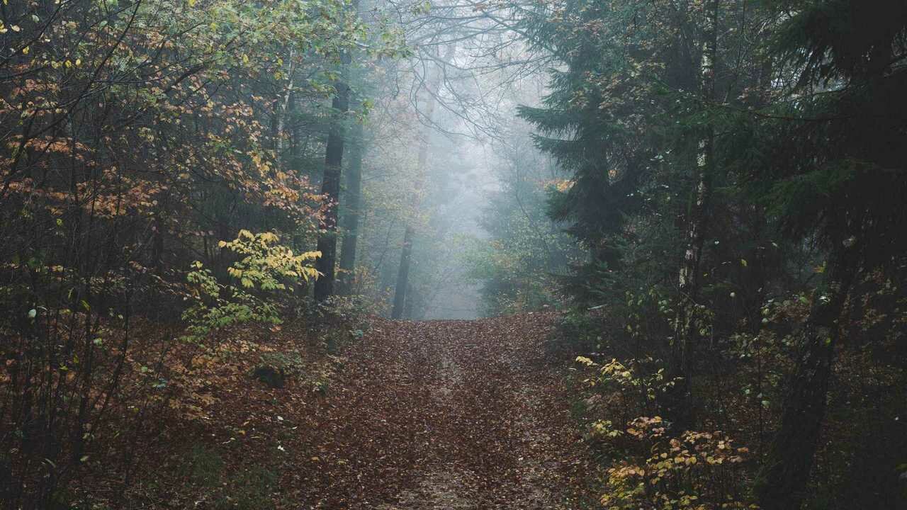 Лес фото в плохом качестве