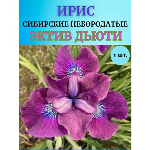 Ирис корневой 1 шт многолетние цветы 400₽