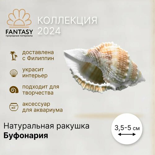 Натуральная морская ракушка FANTASY Буфоонария, 3,5-5 см