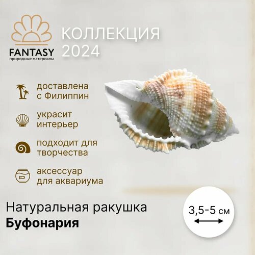 Натуральная морская ракушка FANTASY Буфоонария 35-5 см 320₽