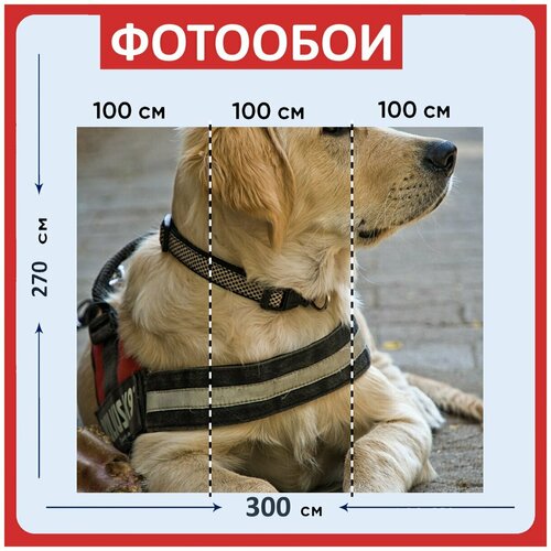 Фотообои Золотистый ретривер щенок собака 300x270 см флизелиновыена стену 3950₽