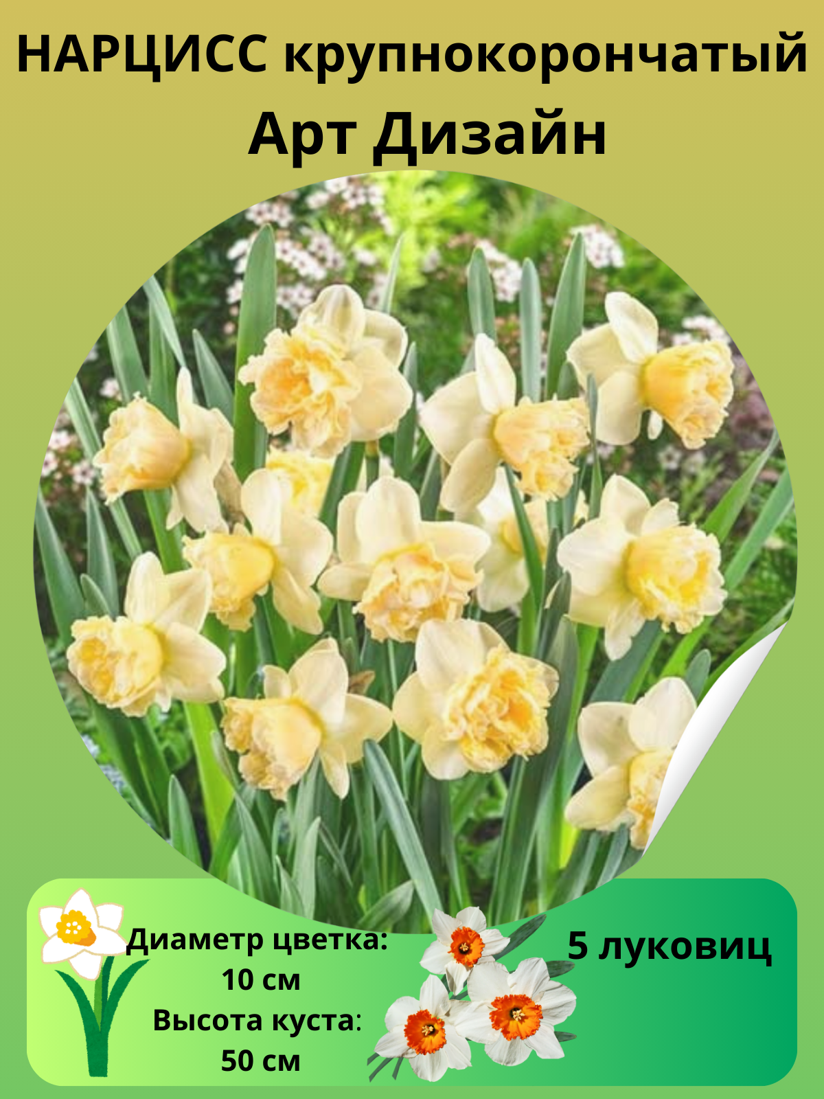 Нарцисс Арт Дизайн, многолетние цветы, луковицы для посадки 5 шт