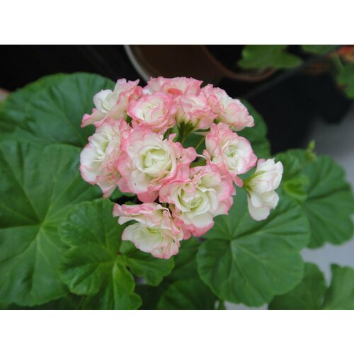 Семена Пеларгония розебудная зональная Эппл Блоссом Розебуд 4 шт (1 упаковка (O))