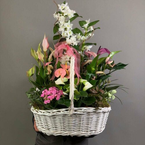 Композиция в плетеной корзине: орхидея Дендробиум, антуриум Зизу, антуриум Лили, каланхоэ