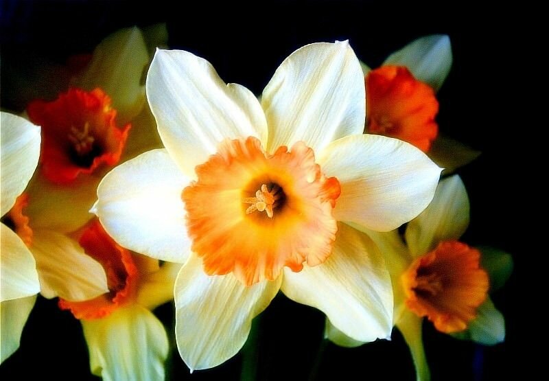 Нарцисс Rip van Winkle 5 шт