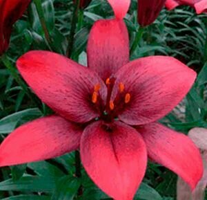 Лилия азиатская Ройал Кисс 1 шт.