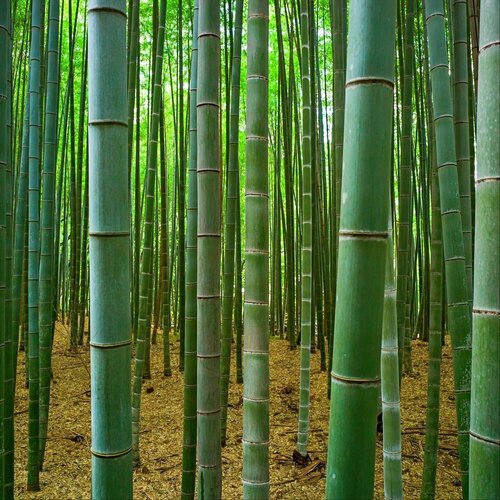 Бамбук Moso (лат. Phyllostachys edulis Moso) семена 40шт