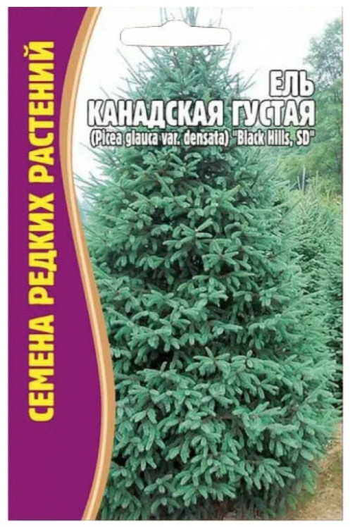 Семена Ели Канадской Густой (Picea glauca var.densata) "Black hills SD" (10 семян)