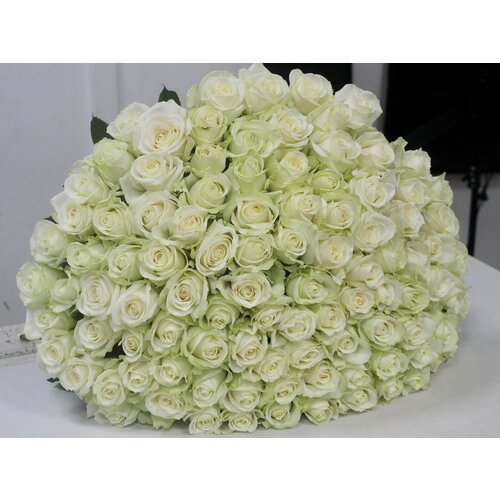 101 Белая Роза сорта "Avalanche" 60 см