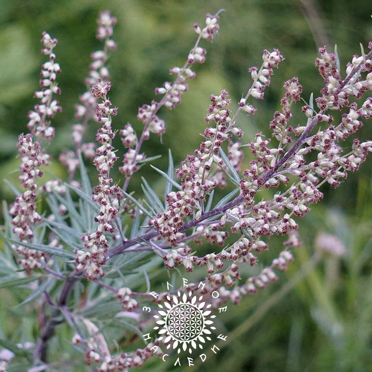 Семена Полынь горькая (лат. Artemisia absinthium) 250шт от Green Legacy