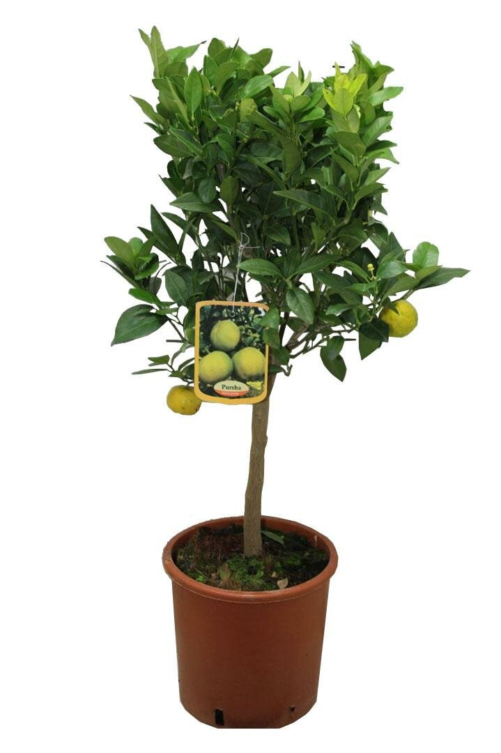 Лиметта мексиканская - Citrus limetta D21 H70