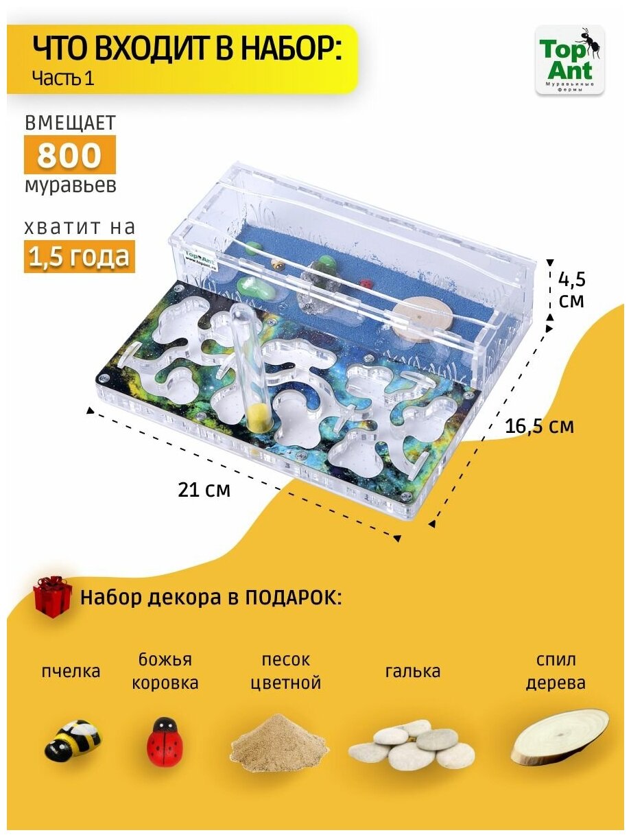 Стандартная муравьиная ферма максимальный комплект — фото 1