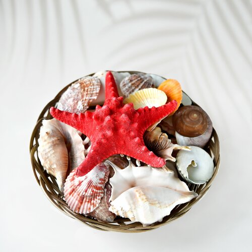 Комплект крупных натуральных ракушек FANTASY в корзинке 25 см 1037₽