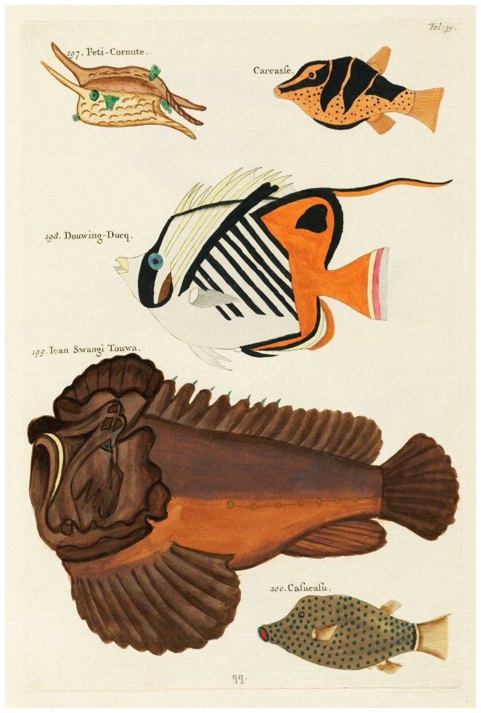 Постер / Плакат / Картина Рыбы - Виды морских рыб 40х50 см в подарочном тубусе