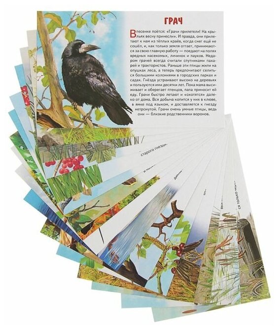 Обучающие карточки. Перелетные птицы России - фото №2