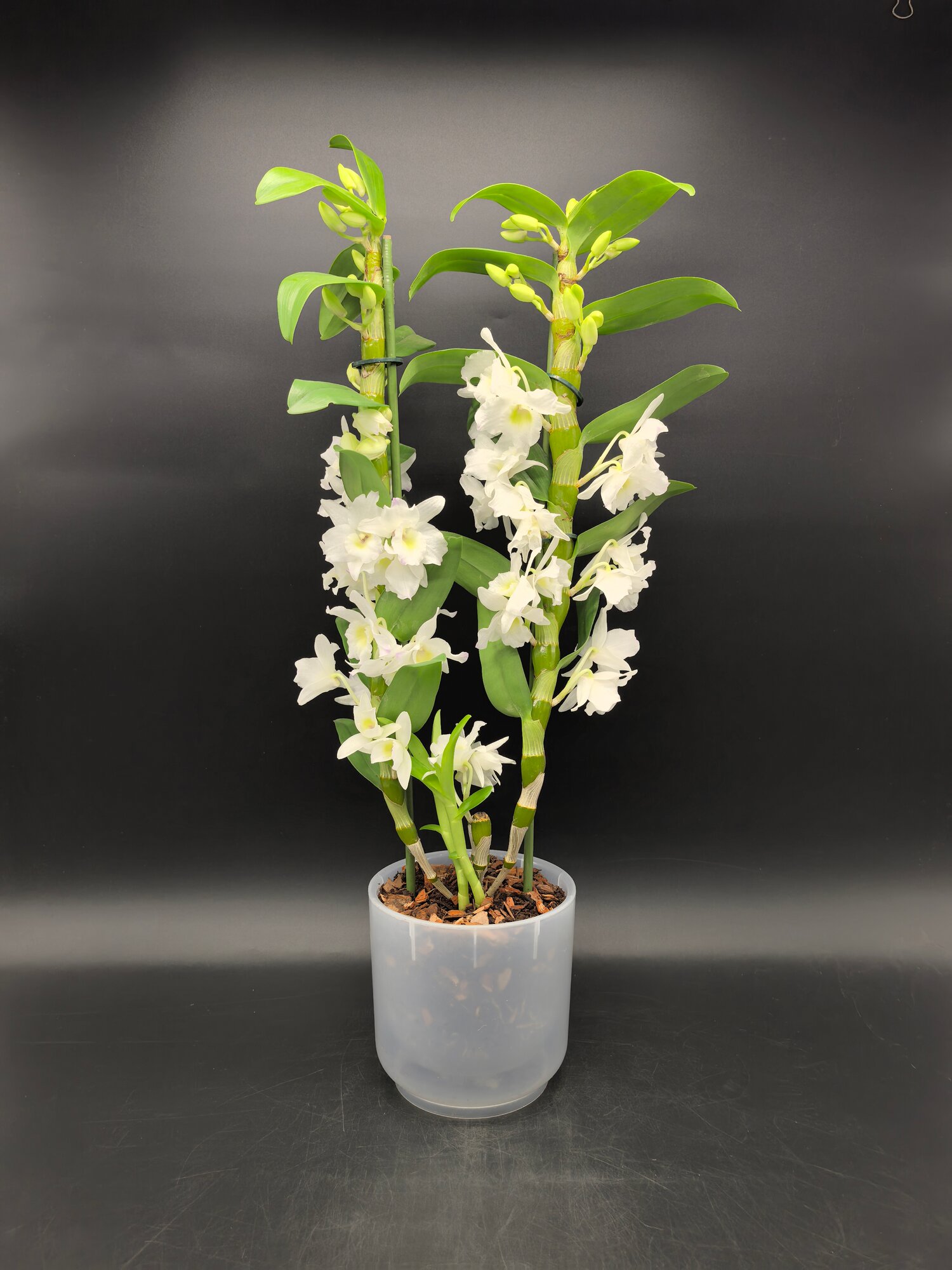 Орхидея Дендробиум Нобиле белый 2ствола 60см живое комнатное растение в горшке