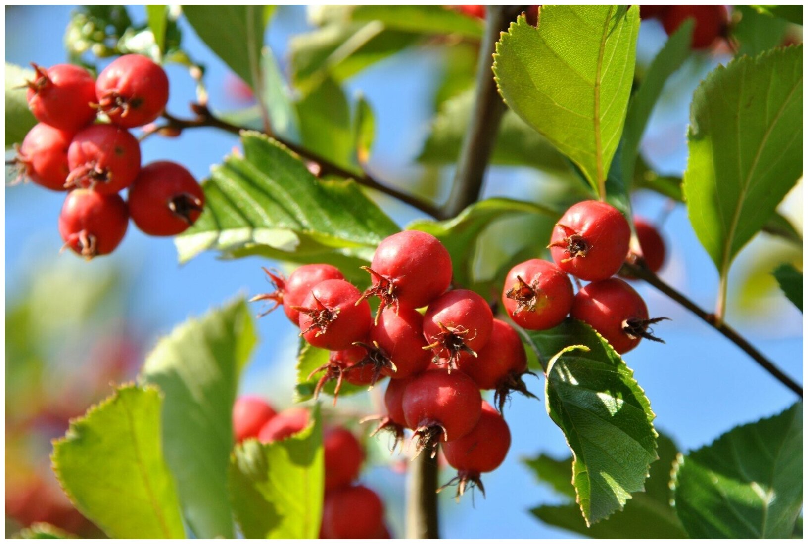 Боярышник петушья шпора или Боярышник шпорцевый - (Crataegus crus-galli) семена 25шт + подарочек