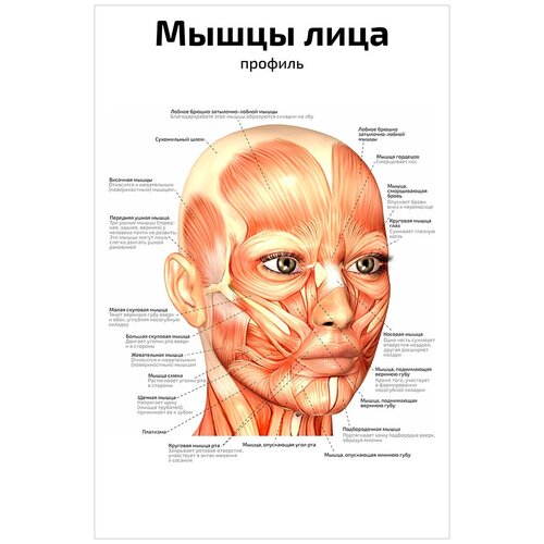 Плакат А2 Мышцы лица: профиль анатомический плакат 457x610 мм