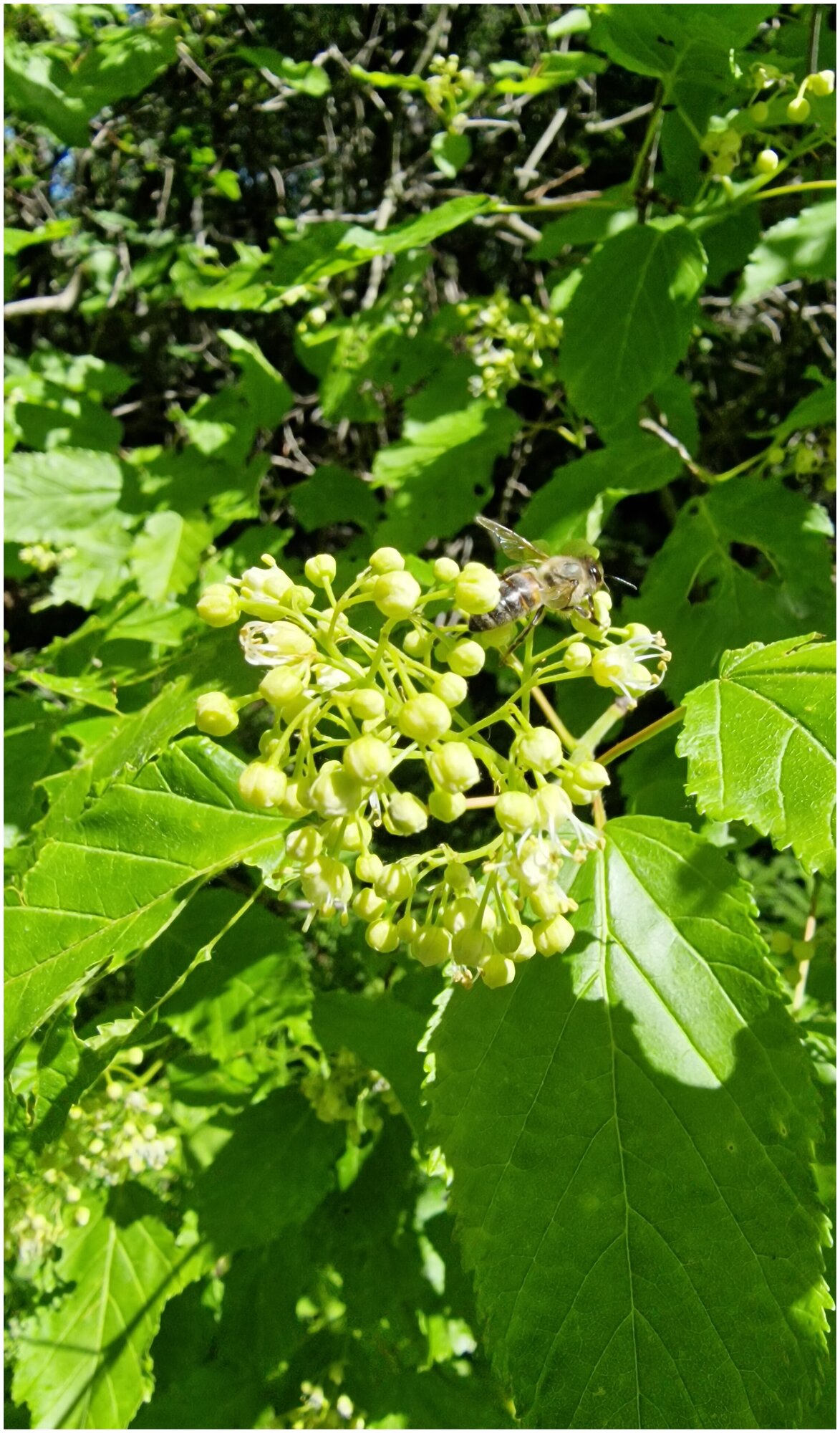 Мёд цветочный натуральный лесной 2кг / урожай 2022 года / ГОСТ / Медовый день - фотография № 6