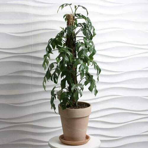 Цветок в горшке живой, комнатное растение Монстера Минима в керамическом кашпо, 90 см