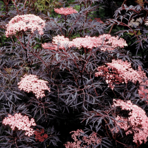 Изображение товара Бузина черная Блэк Лейс (1 саженец в горшке Р9), Нидерланды