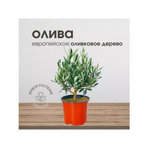 Живое растение Оливковое дерево